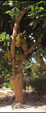 Fresh whole jackfruit for sale  Pompano Beach