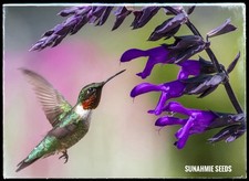 Sage salvia seeds for sale  Webster