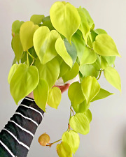 Philodendron lemon lime for sale  NORTHWICH