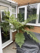 Cyathea cooperi tree for sale  ILKESTON