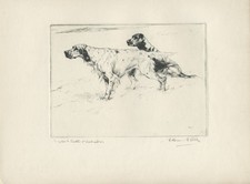 English setter labrador for sale  COLEFORD