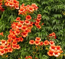 Orange trumpet vine for sale  Center