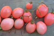 100 heirloom large for sale  Spring Branch