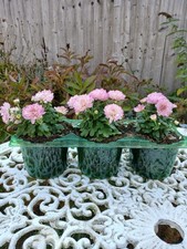 Chrysanthemum bud flower for sale  GRIMSBY