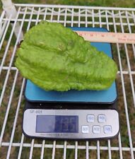 Live plant asian for sale  Kingsburg