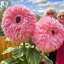 50pcs rare pink for sale  Staten Island
