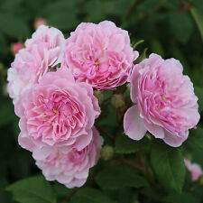 Rambling rose romantic for sale  UK