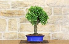 Bonsai prugnolo usato  Giovinazzo