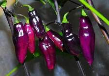 Peperoncino pimenta neyde usato  Italia
