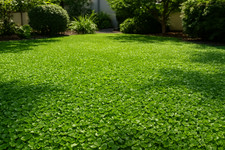 Dicondra dichondra repens usato  Caravaggio