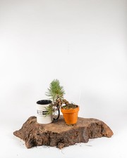 Scots pine mame for sale  ELGIN