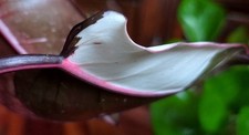 Rare philodendron quadricolor for sale  Glenmoore