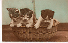 Vintage tuck postcard.kittens for sale  LOANHEAD