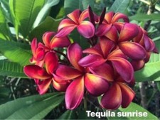Tequila sunrise talea usato  Milazzo