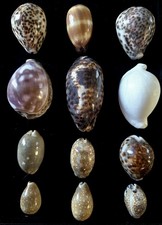Lot cowrie shells for sale  PETERBOROUGH