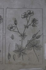 Lithographiestein 10 pflanzena gebraucht kaufen  Bremen