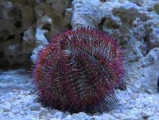 Rose pink urchin for sale  USA