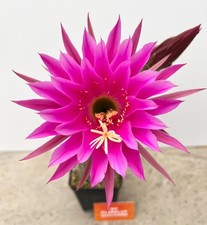 Echinopsis trichocereus hybrid d'occasion  Houplines