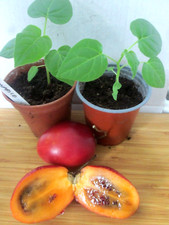 Tomato tree tamarillo for sale  LONDON