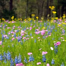 Wildflower seed mix for sale  RUGBY