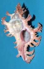 Shells muricidae chicoreus d'occasion  Expédié en Belgium