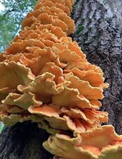 Chicken woodsmushroom live for sale  BASILDON