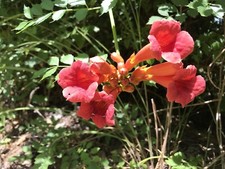 Reddish orange hummingbird for sale  Tatum