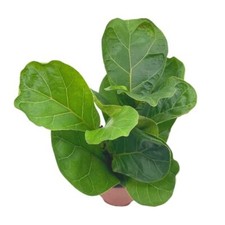Ficus lyrata bambino for sale  Apopka