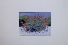 Samen caesalpinia pulcherrima gebraucht kaufen  Werl