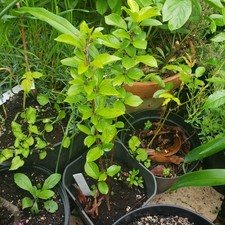 morello cherry tree for sale morello cherry tree for sale BEDFORD