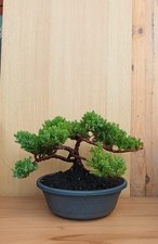 Wacholder bonsai prebonsai gebraucht kaufen  Braunfels