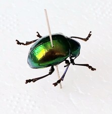 Metallic green chrysomelidae for sale  SLEAFORD