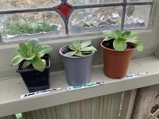 primula auricula for sale primula auricula for sale HORNCASTLE