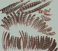 Mixed pheasant feathers for sale  SANDOWN