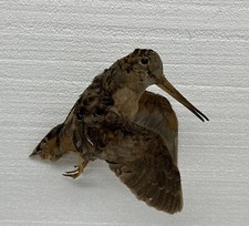 Vtg real woodcock for sale  Dixon