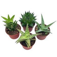4 plants pots aloe for sale 4 plants pots aloe for sale Apopka