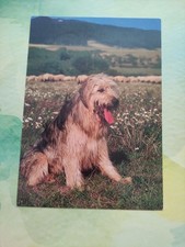 Altdeutscher schäferhund stro gebraucht kaufen  Borna