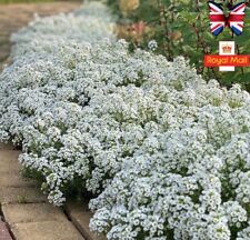 Alyssum 100 seeds for sale  UK