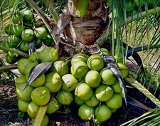 Dwarf coconut seeds for sale  USA