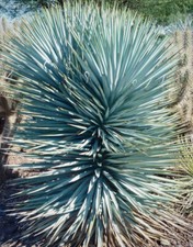 Yucca rigida blue for sale  TROWBRIDGE