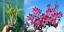 Dendrobium berry oda usato  Spedire a Italy