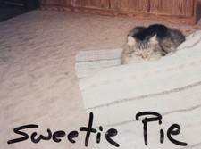 1990s pet cat for sale  Mission