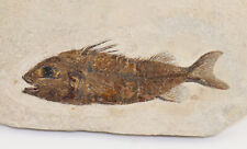 Fisch cyclopoma gigas gebraucht kaufen  Weeze