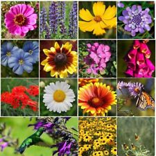 Perennial wild flower for sale  Fabius