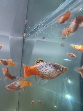 Platy fish for sale  KNOTTINGLEY