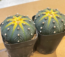 Succulent cactus plant for sale  WALSALL