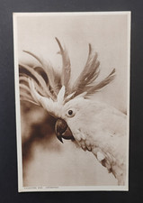 Paignton zoo cockatoo for sale Paignton zoo cockatoo for sale  EXETER