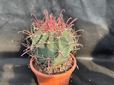 Ferocactus peninsulae bahia usato  Massafra