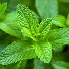 Spearmint herb seeds for sale  Sanford