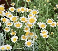 3000 german chamomile for sale  Buffalo